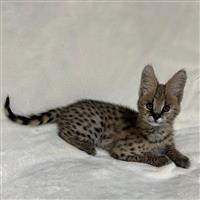 Chatons Serval Exotiques de Haute Qualité