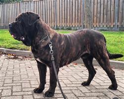 Dekreu aangeboden Mastino, Mastiff