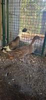 Indische loopeenden koppel