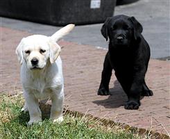 particulier labrador pups