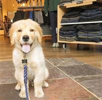 Golden Retriever-puppy