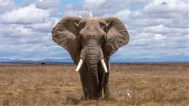 Dierentuin tickets Zoo Antwerpennaar 