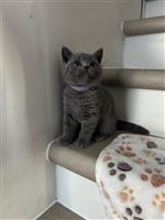 Britse korthaar kittens