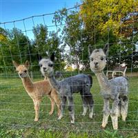 Alpaca te koop