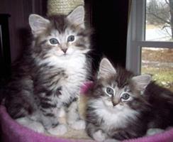 Gratis Maine Coon kittens ter adoptie. 