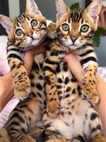 Gratis Savannah-kittens ter adoptie. 