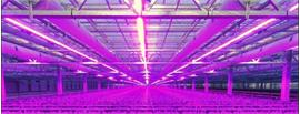 50 meter /  550W LED power groeistrip assimilatie en stuurli