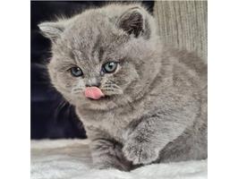 Rond/gezicht 6 Brits Korthaar kittens