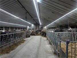 HEAVY DUTY INDUSTRIE LED LICHTLIJN 50 meter 550W  94.000 Lum