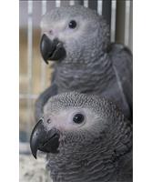 jonge grijze papegaaien