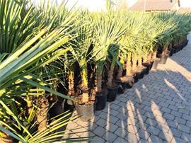 Palmbomen te koop Trachycarpus fortunei