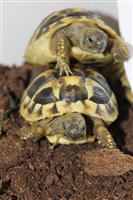 Schildpad - Griekse landschildpadden