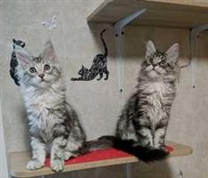 Onze twee schattige Maine Coon kittens