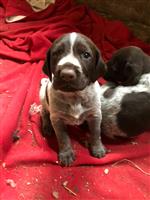 duitse staande draadhaarpups te koop