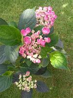 Hydrangeas ,acer variegatum