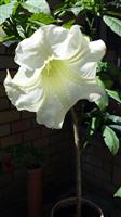 Brugmansia stekken in pot te koop