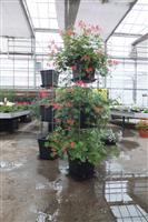 AARDBEIEN TOREN etagère of beplant met geraniums 