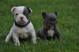 Superleuke Franse bulldog pups!