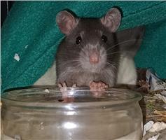 8 leuke tamme rittens ter adoptie 