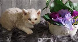 Superlieve Selkirk Rex kitten poesjes