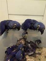 Macaws, African Grey, Amazon, Cockatoo