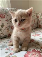 Onze Rasechte Brits Korthaar kittens