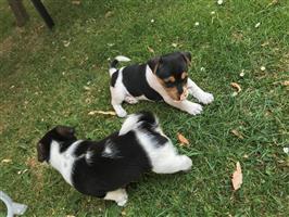 Jack Russell-pups beschikbaar voor een nieuw huis.
