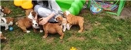 Engelse bulldog pups zoeken naar een goed huis