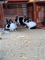 Hollander konijnen