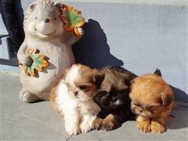 Shihtzu pupjes zoeken een warme thuis