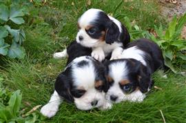 Cavalier King Charles pups 