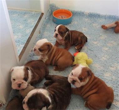 engelse bulldog pups teefjes en reutjes.. kopen | bulldogs
