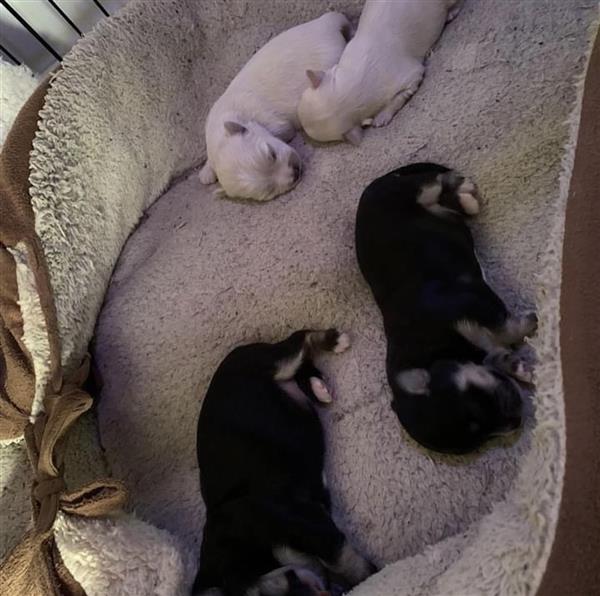 Grote foto mooie malchi pups te koop dieren en toebehoren chihuahua en gezelschapshonden