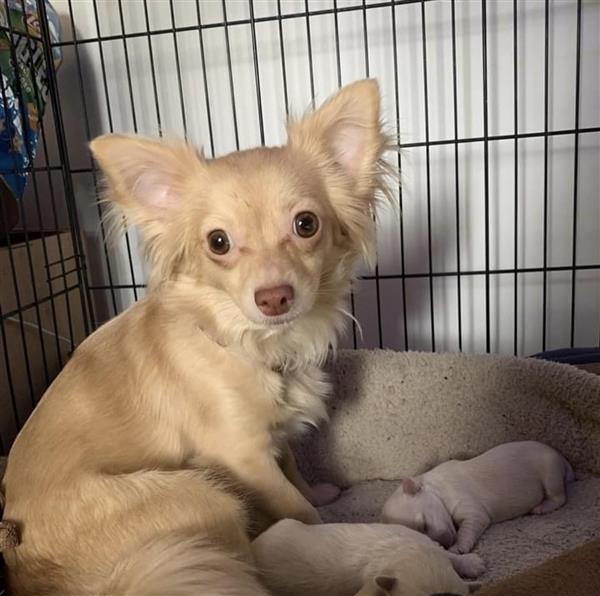 Grote foto mooie malchi pups te koop dieren en toebehoren chihuahua en gezelschapshonden