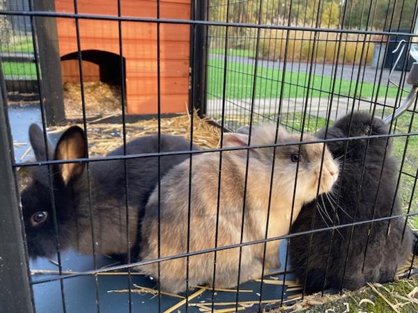 Grote foto nestje van 4 konijntjes dieren en toebehoren konijnen