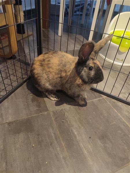 Grote foto 2 mannetjes vlaamse reuzen dieren en toebehoren konijnen