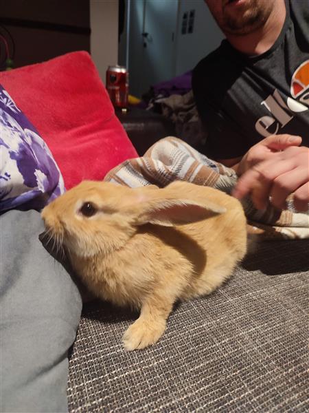 Grote foto 2 mannetjes vlaamse reuzen dieren en toebehoren konijnen