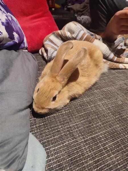 Grote foto 2 mannetjes vlaamse reuzen dieren en toebehoren konijnen