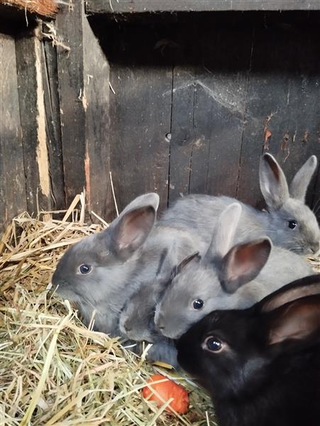 Grote foto konijntjes dieren en toebehoren konijnen