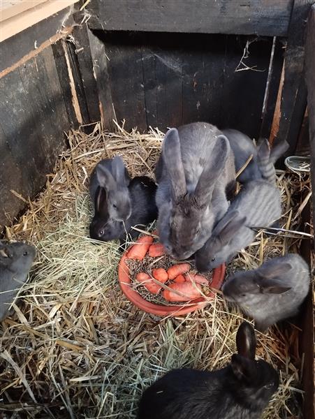 Grote foto konijntjes dieren en toebehoren konijnen