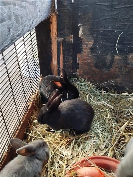 Grote foto konijntjes dieren en toebehoren konijnen
