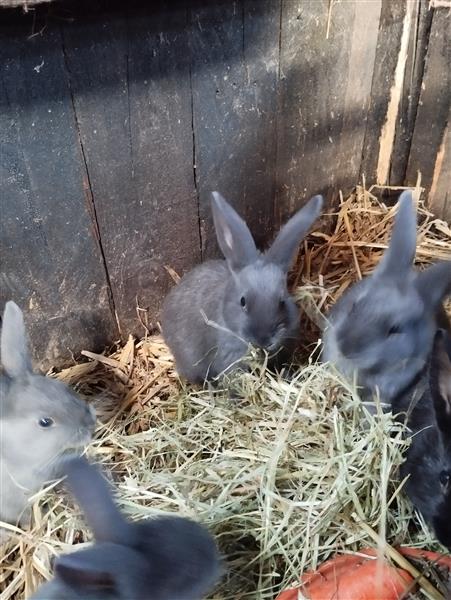 Grote foto konijntjes dieren en toebehoren konijnen
