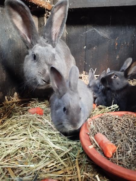 Grote foto konijntjes dieren en toebehoren konijnen