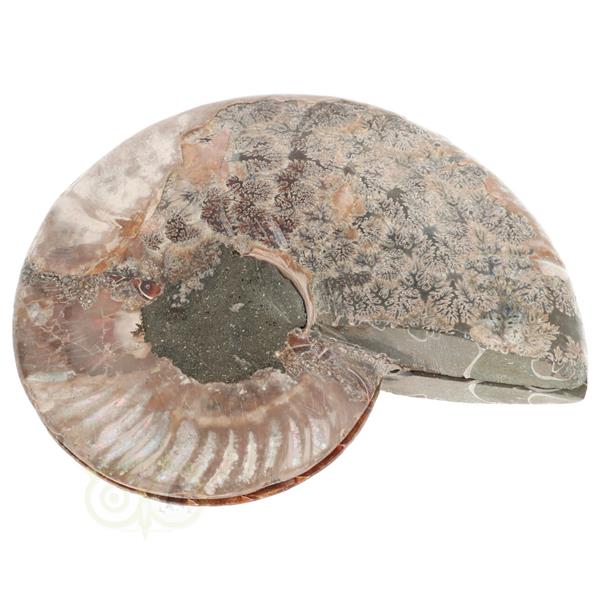 Grote foto ammoniet fossiel paartje nr 49 816 gram verzamelen overige verzamelingen