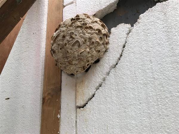 Grote foto bestrijding wespennest op locatie met garantie dieren en toebehoren overige