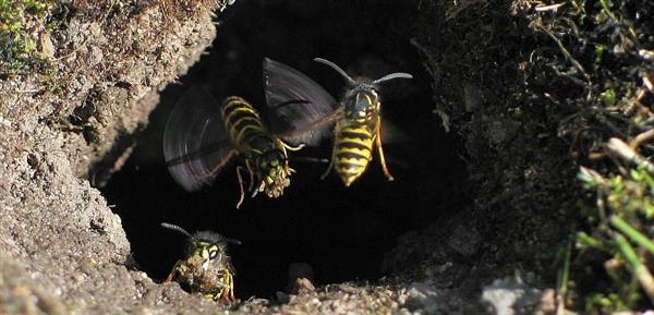 Grote foto bestrijding wespennest op locatie met garantie dieren en toebehoren overige