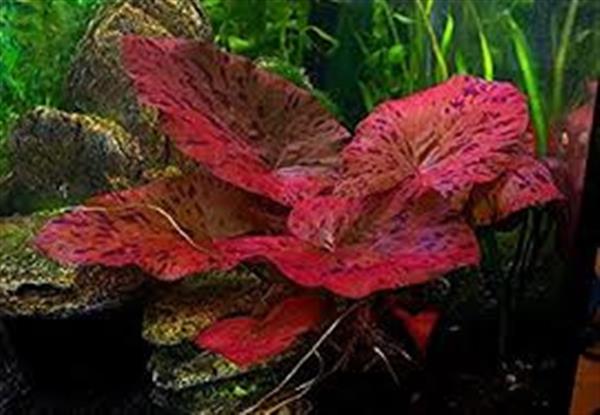 Grote foto rode tijgerlotus nymphaea lotus rood aquariumplant dieren en toebehoren vissenkommen