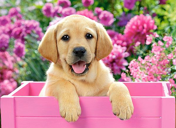 Grote foto labrador puppy in pink box castorland b 030071 kinderen en baby puzzels