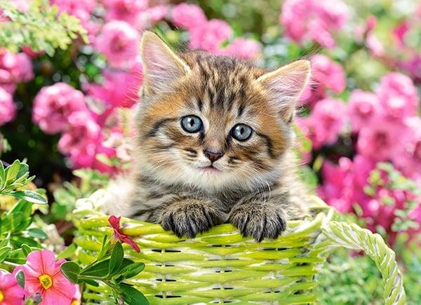 Grote foto kitten tussen de bloemen castorland b 111039 kinderen en baby puzzels