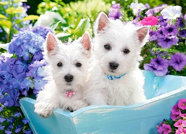 Grote foto westie puppies castorland b 222032 kinderen en baby puzzels